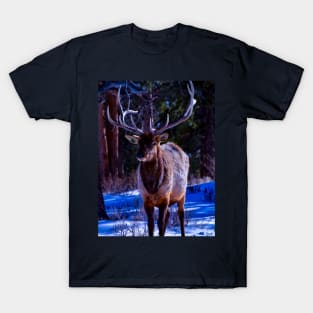 elk cutie - rocky mountain national park T-Shirt